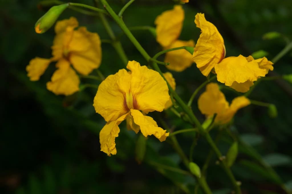 Flor