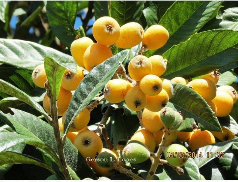 Fruto