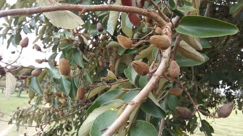 Fruto