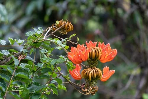 Flor