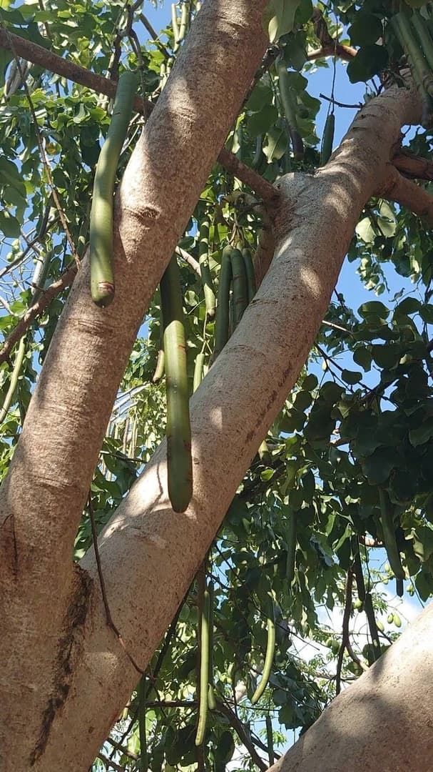 Fruto