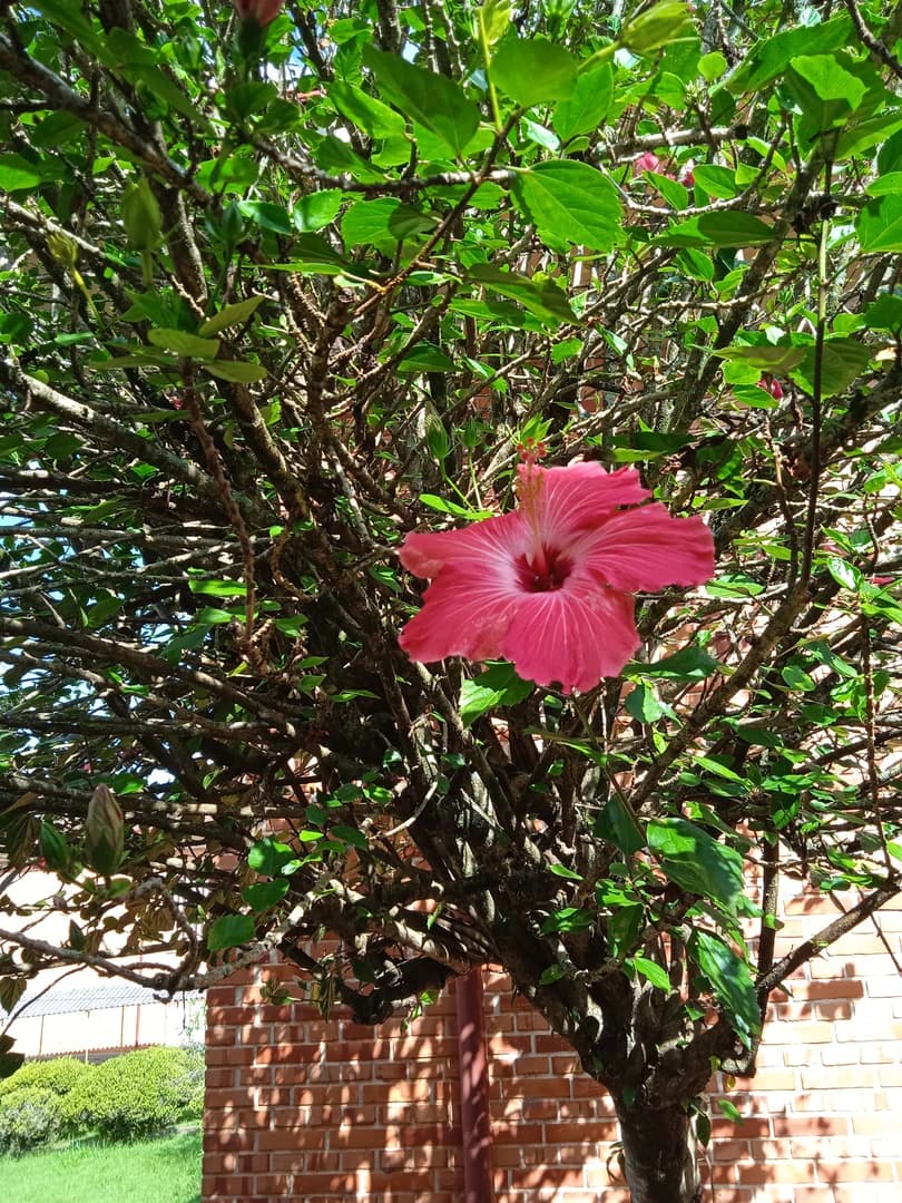 Flor