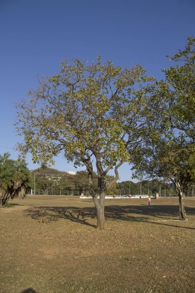 Dedaleiro