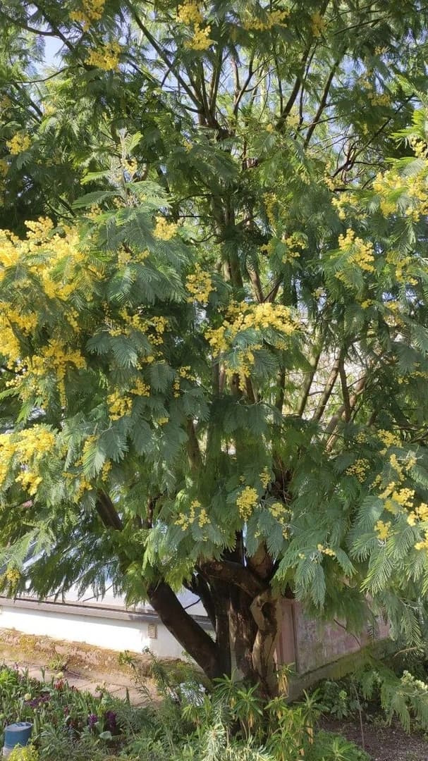 Mimosa