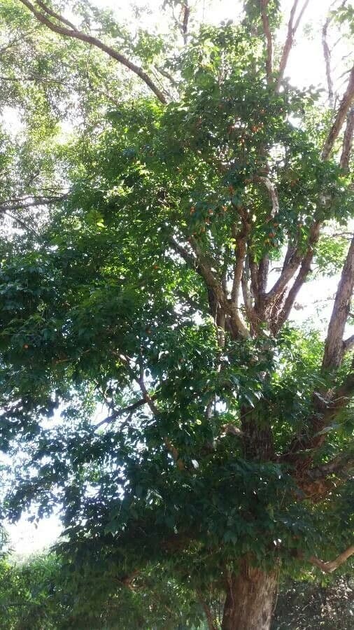 Graviroveira