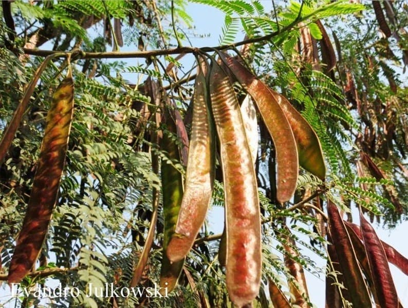 Fruto