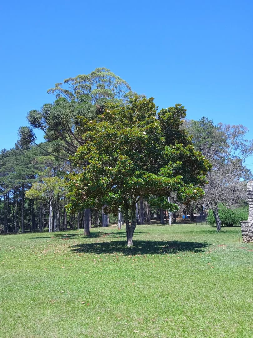 Magnólia