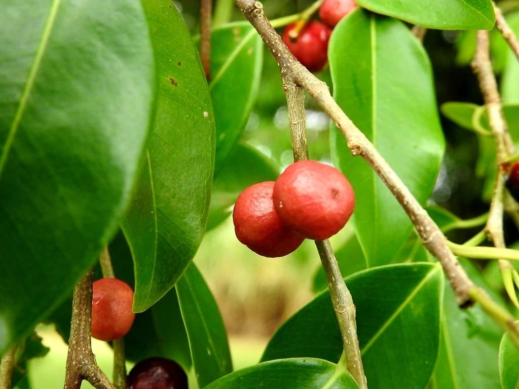 Fruto