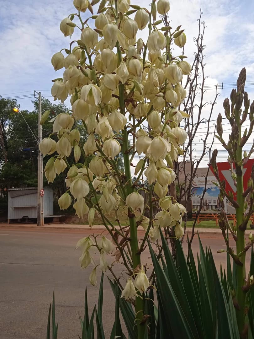 Flor