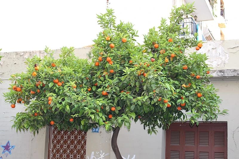 Laranjeira