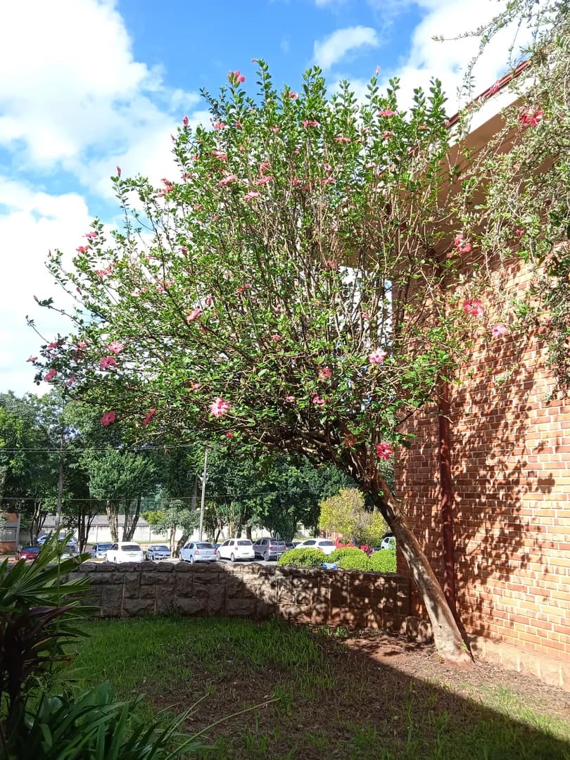 Hibisco