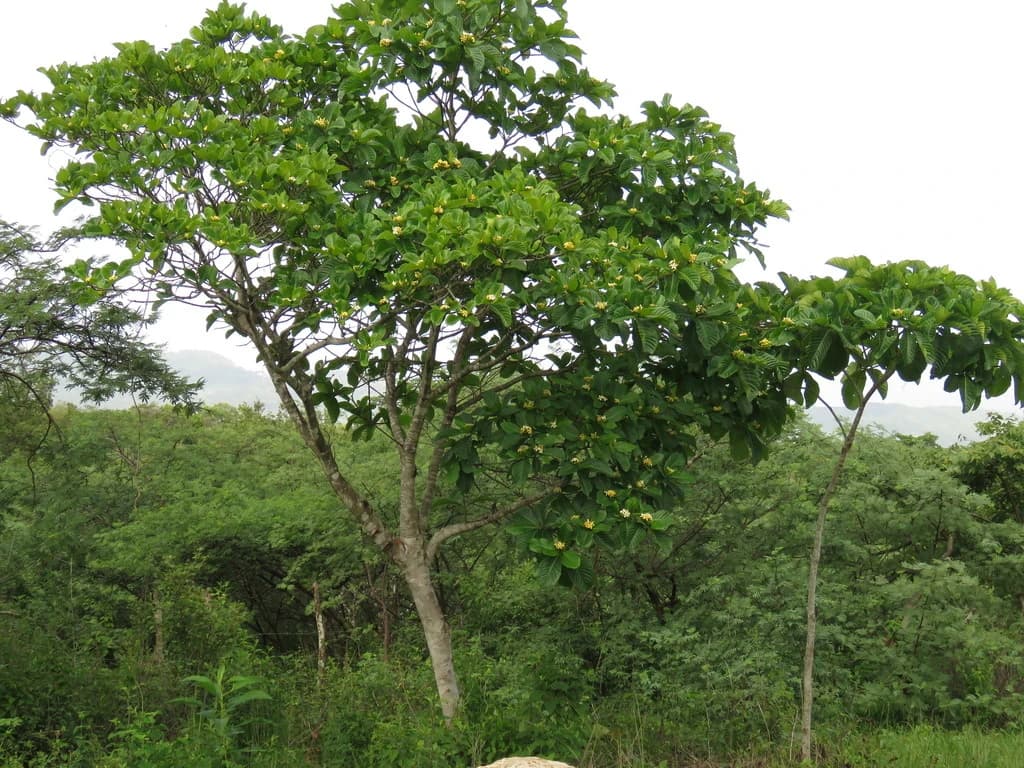 Jenipapeiro