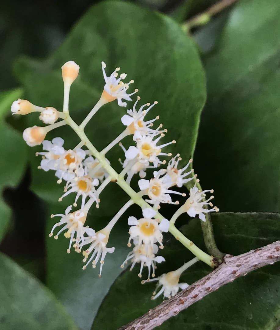 Flor
