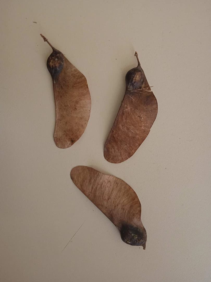 Fruto