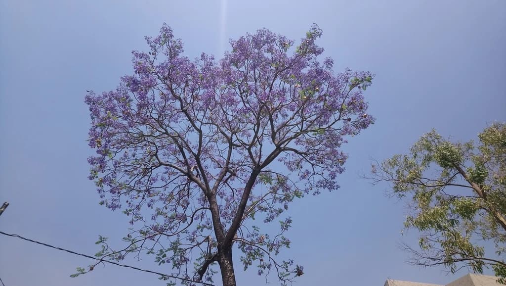 Jacarandá mimoso