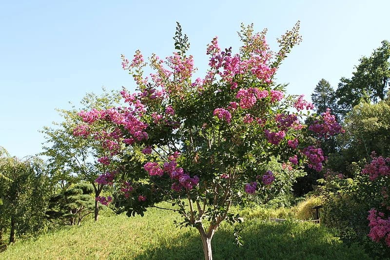 Extremosa