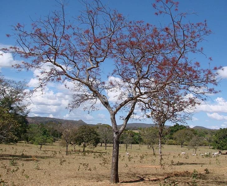Aroeira