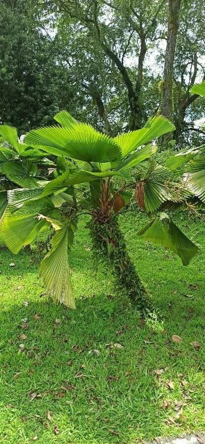 Palmeira leque