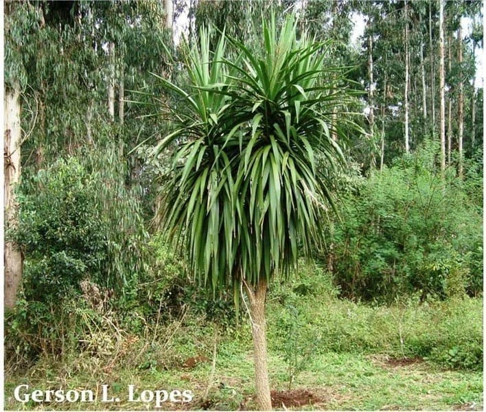 Uvarana