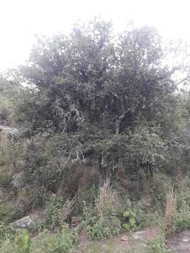 Branquilho