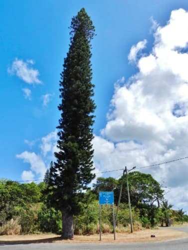 Araucária ornamental