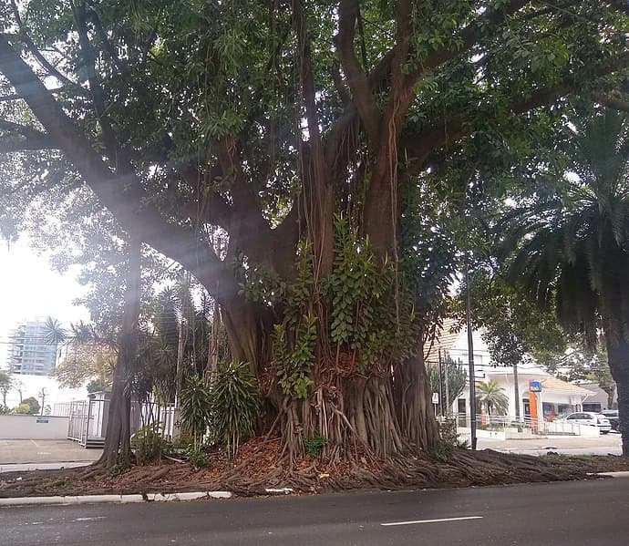 Seringueira