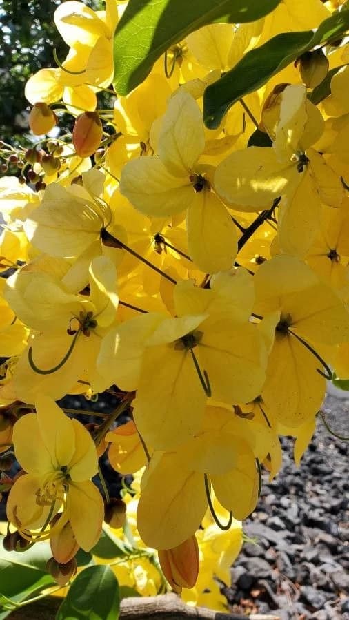 Flor
