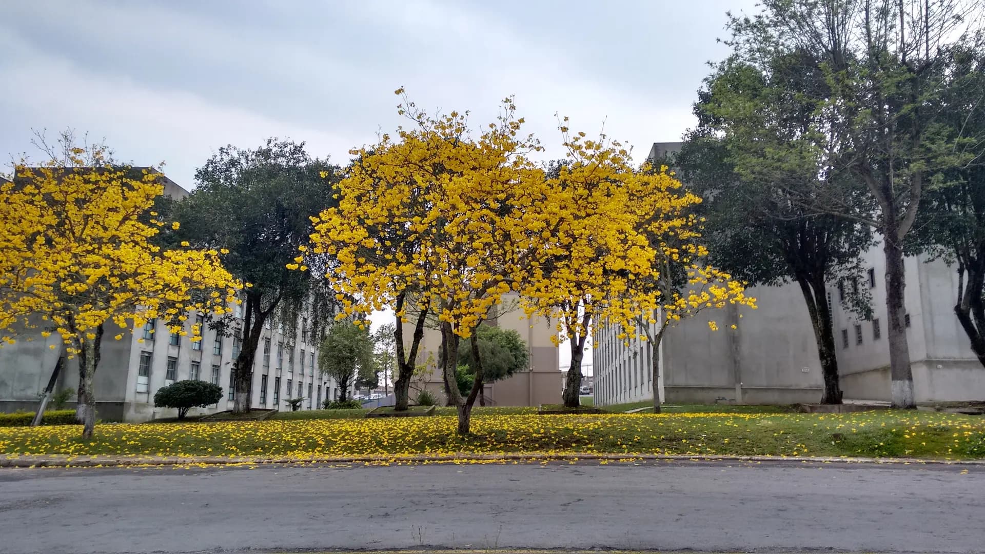 Ipê amarelo