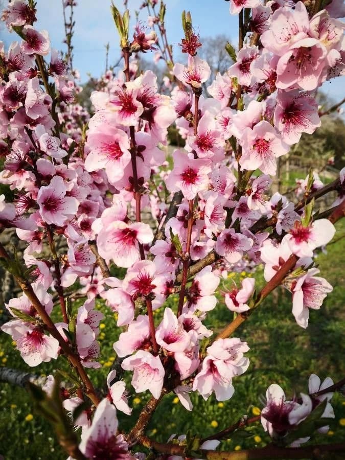 Flor